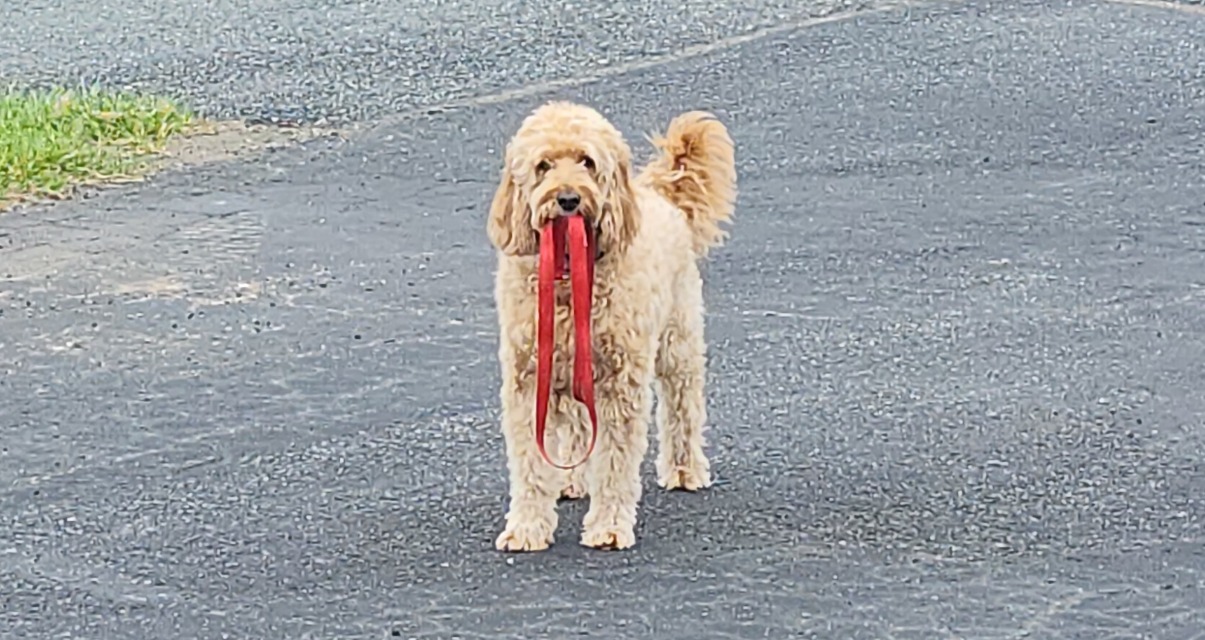 Max, the happy go-lucky Goldendoodle – Pets Around Town